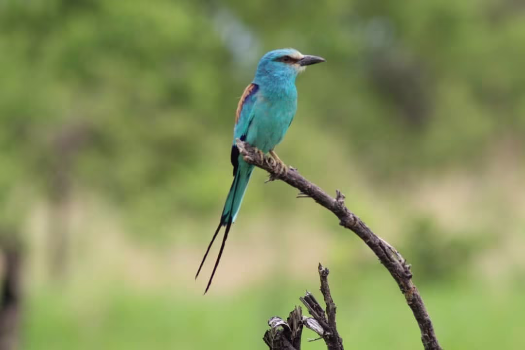 Ornithological and naturalistic expedition