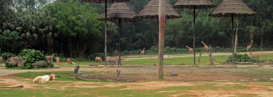 Canton Safari Park