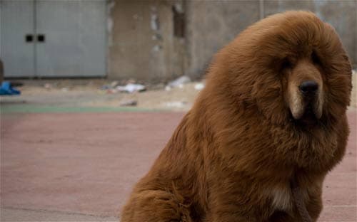 A Chinese Zoo Passes Off a Dog as a Lion