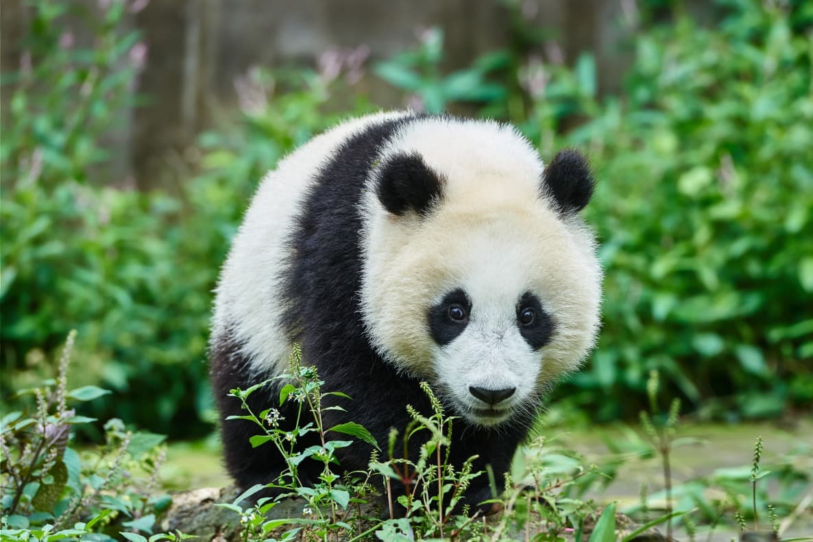 Giant Panda Research and Breeding Centre