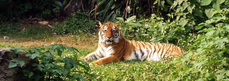 Guangzhou Zoo