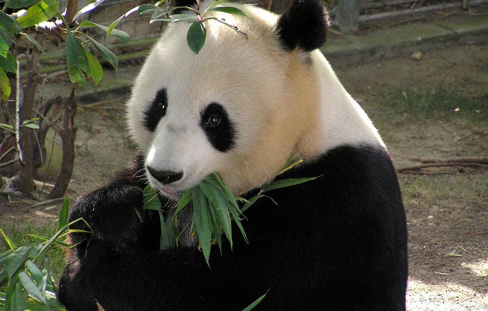 The 3 Best Places to Admire Giant Pandas in China