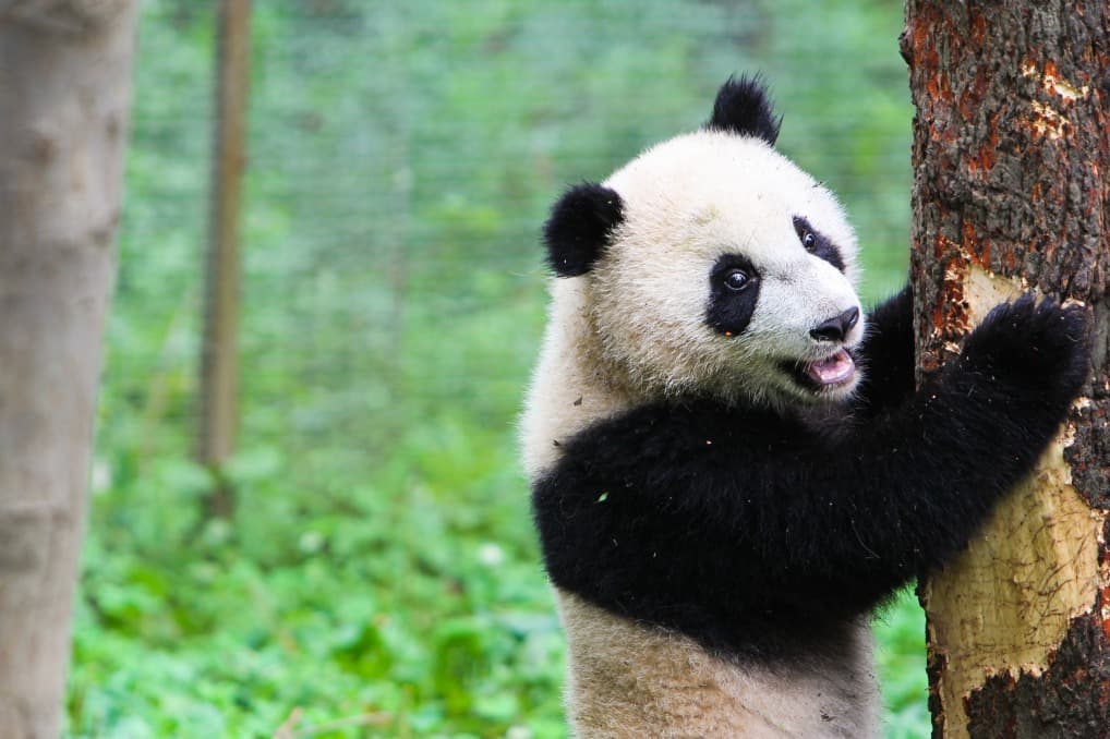 The 3 Best Places to See Giant Pandas in China