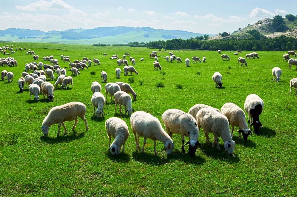 sheep grasslands chifeng