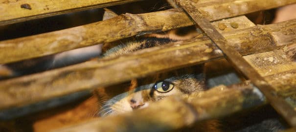 Chinese authorities release thousands of kittens into the forest