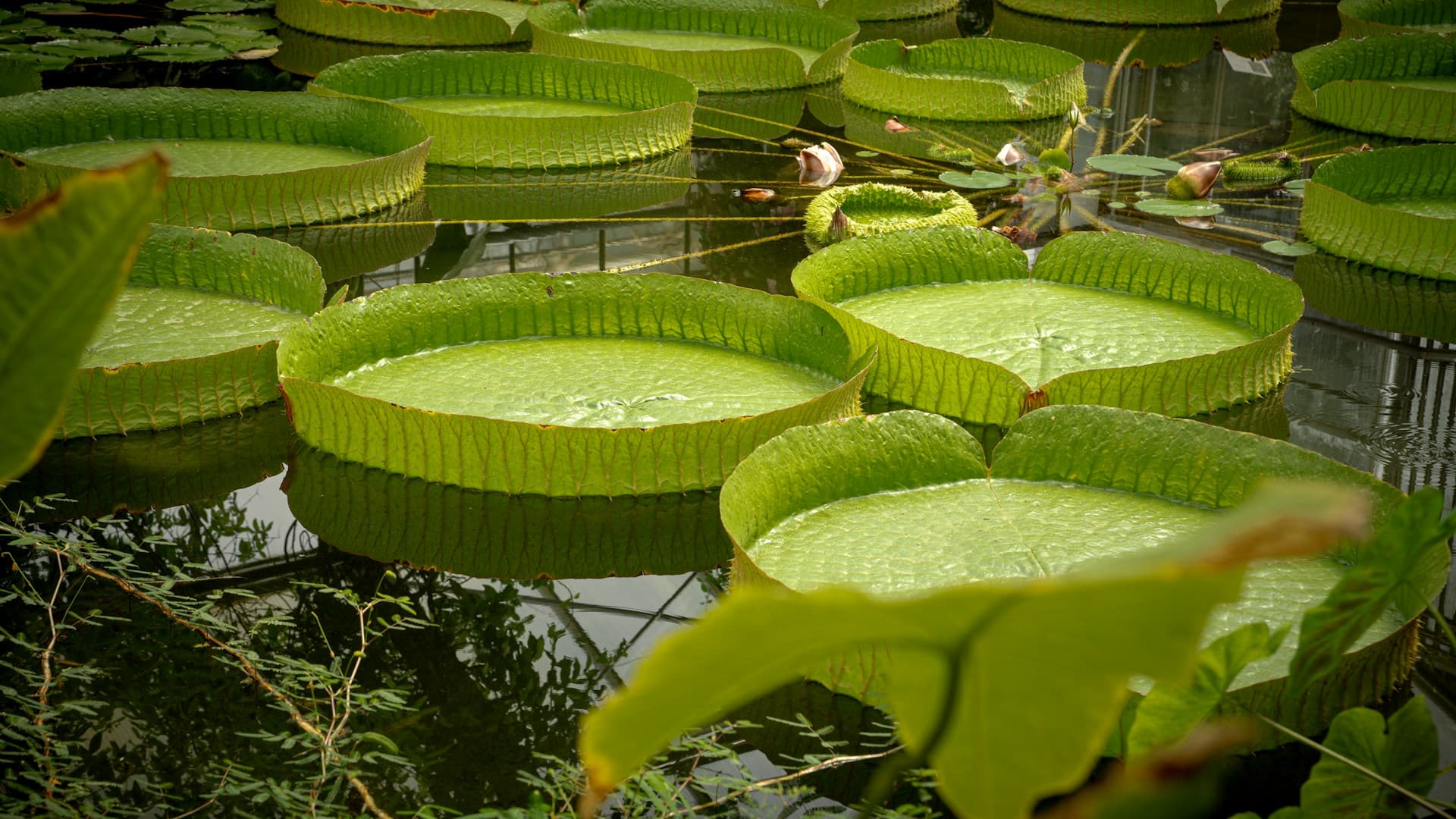 Xishuangbanna Tropical Botanical Garden